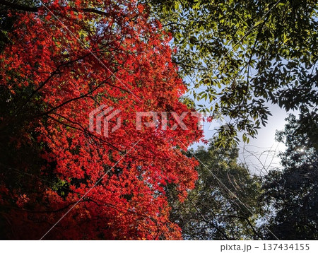 紅葉 紅葉 137434155