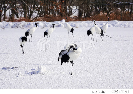 雪原で一本足で立ち羽繕いをするタンチョウと群れの風景 2026.1.29 鶴居村, 日本 137434161