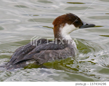 水面を泳ぐミコアイサのメス 冬の野鳥 137434296