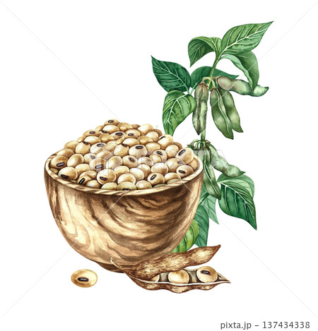Soybeans in a wooden bowl and a soybean stalk with pods and leaves next to it. Hand-drawn watercolor illustration. Perfect for creating product labels, posters, banners, menus, and more. Soybeans in a wooden bowl and a soybean stalk with pods and leaves next to it. Hand-drawn watercolor illustration. Perfect for creating product labels, posters, banners, menus, and more. 137434338