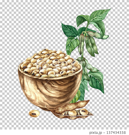 Soybeans in a wooden bowl and a soybean stalk with pods and leaves next to it. Hand-drawn watercolor illustration. Perfect for creating product labels, posters, banners, menus, and more. Soybeans in a wooden bowl and a soybean stalk with pods and leaves next to it. Hand-drawn watercolor illustration. Perfect for creating product labels, posters, banners, menus, and more. 137434338