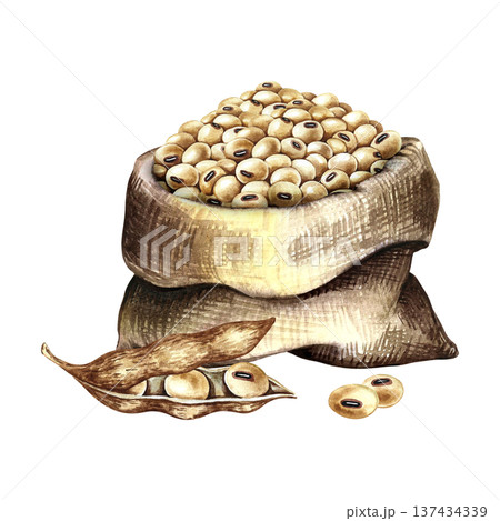 Soybeans in a burlap bag and a soy pod next to it. Hand-drawn watercolor illustration. Perfect for creating product labels, posters, banners, menus, and more. Soybeans in a burlap bag and a soy pod next to it. Hand-drawn watercolor illustration. Perfect for creating product labels, posters, banners, menus, and more. 137434339