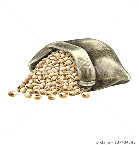 Soybeans in an upended burlap bag. Hand-drawn watercolor illustration. Isolate. Perfect for creating product labels, posters, banners, menus, and more. 137434345