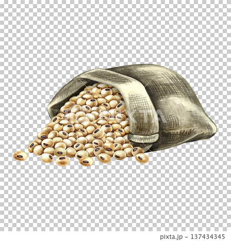 Soybeans in an upended burlap bag. Hand-drawn watercolor illustration. Isolate. Perfect for creating product labels, posters, banners, menus, and more. 137434345