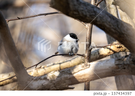 ハシブトガラ　北海道 137434397