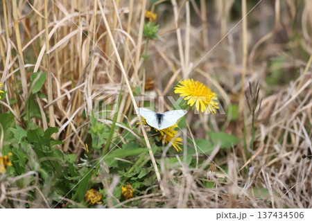 タンポポにとまるモンシロチョウ タンポポにとまるモンシロチョウ 137434506