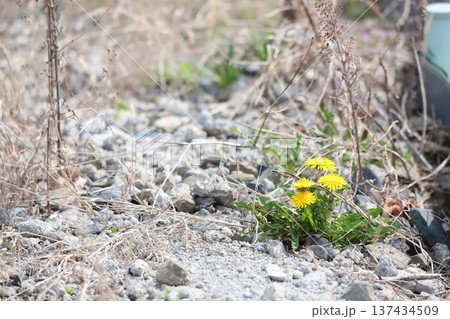 春の訪れを告げるタンポポ 137434509