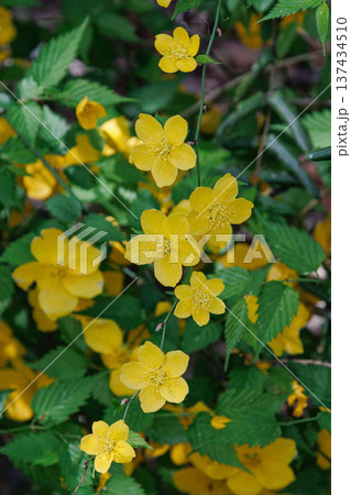 黄色い花 ヤマブキ 黄色い花 ヤマブキ 137434510
