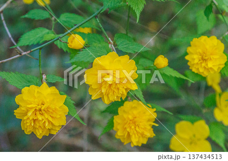 黄色い花 ヤマブキ 黄色い花 ヤマブキ 137434513