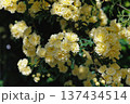 黄色いモッコウバラの花 137434514