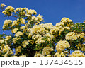 青空に咲くモッコウバラ 137434515