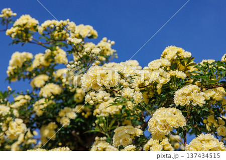 青空に咲くモッコウバラ 青空に咲くモッコウバラ 137434515