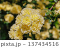 黄色いモッコウバラの花 137434516