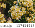 黄色いモッコウバラの花 137434518