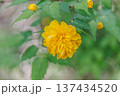 黄色い花 ヤマブキ 137434520
