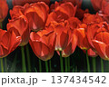 赤いチューリップ 137434542