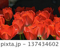 赤いチューリップ 137434602