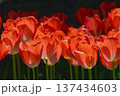 赤いチューリップ 137434603