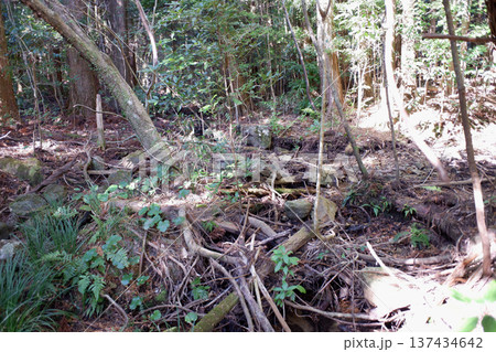 高知県土佐清水市　佐田山　白皇神社屋敷跡・上山田の井手 137434642