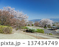 桜咲く、笛吹市八代ふるさと公園 137434749