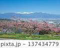 桃花咲く果樹園から甲府盆地を望む 137434779