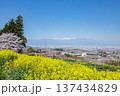 満開の菜の花畑から桃の花咲く果樹線と甲府盆地を望む 137434829