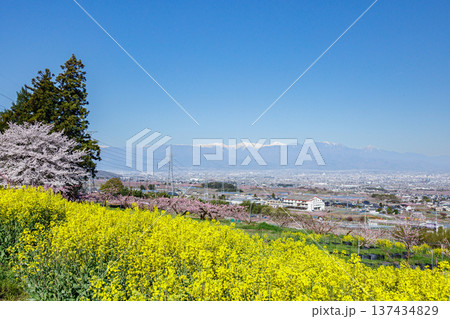 満開の菜の花畑から桃の花咲く果樹線と甲府盆地を望む 137434829