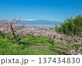 桃花咲く果樹園から甲府盆地を望む 137434830