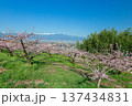 桃花咲く果樹園から甲府盆地を望む 137434831