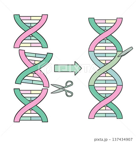 遺伝子組換えのプロセス図 二重螺旋の切断と結合 バイオテクノロジー 遺伝子組換えのプロセス図 二重螺旋の切断と結合 バイオテクノロジー 137434907