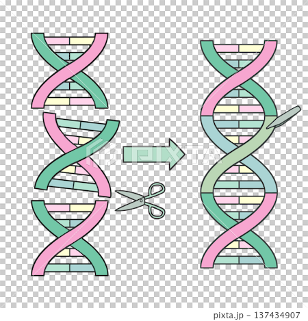 基因重組過程圖 雙螺旋斷裂與連結 生物技術 137434907