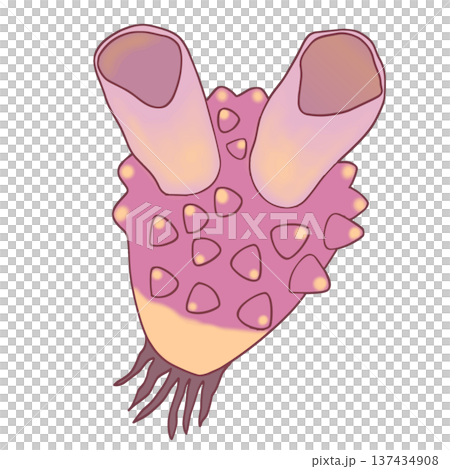 脊索動物門海鞘向量插圖胚胎學 137434908