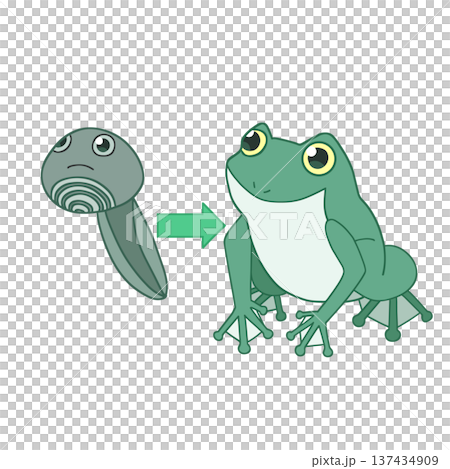 青蛙的生命週期：從蝌蚪到成蛙的變態發育 137434909