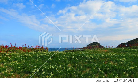 天候が回復してみせた爪木崎の風景 137434961