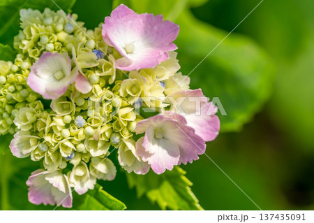 梅雨明けの紫陽花 梅雨明けの紫陽花 137435091