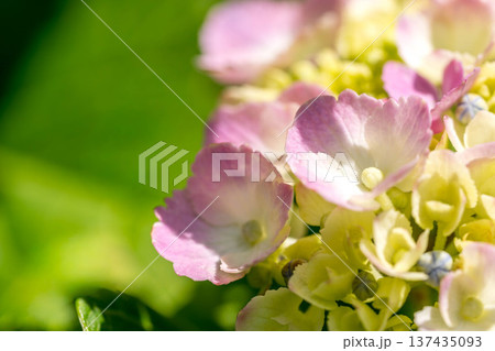 梅雨明けの紫陽花 137435093