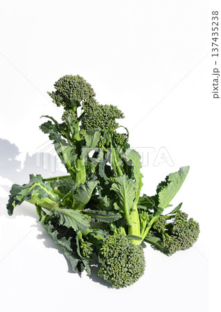 菜の花（アレッタ） 137435238