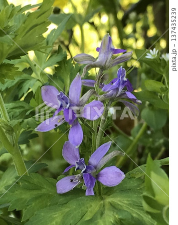 セリバヒエンソウの花 137435239