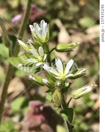 オランダミミナグサの花 137435240