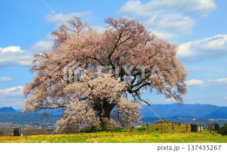 誰にも負けないと咲き誇る樹齢330年以上の圧巻の桜 137435267