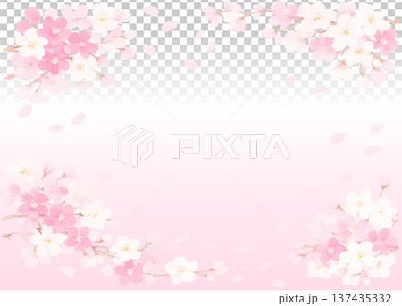 櫻花觀賞背景，飄落的櫻花花瓣－粉紅色和白色的柔和漸層。 137435332