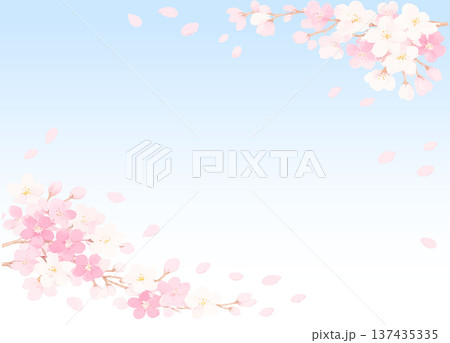 青空のグラデーションを背景に桜の花びらが舞うフレーム画像素材 137435335