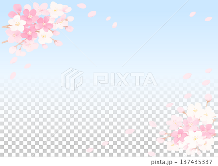 澄んだ青空に舞う桜の花びら ベクター 澄んだ青空に舞う桜の花びら ベクター 137435337