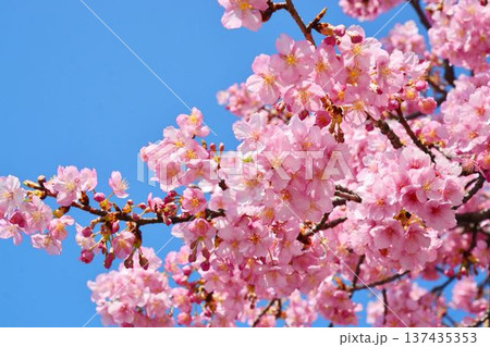 満開の河津桜 137435353