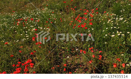 Red poppies and white daisies blooming in a summer meadow in czechia 137435514