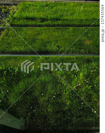 Green grass growing between tram tracks in prague 137435564
