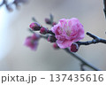 春を告げる梅の花 137435616