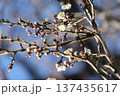 咲き始めた梅の花 137435617