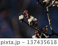 春の訪れを告げる梅の花 137435618