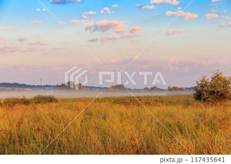 Summer landscape with green misty meadow, trees and sky. Fog on the grassland 137435641